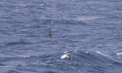 Pterodroma ultima
