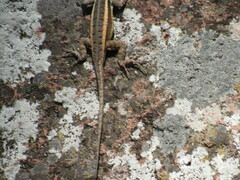 Sceloporus variabilis