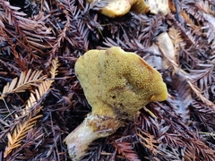 Suillus caerulescens