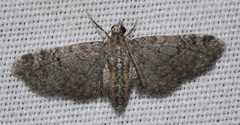 Eupithecia orana