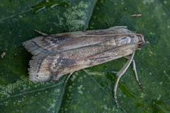 Euzophera osseatella