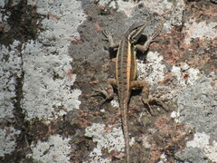 Sceloporus variabilis