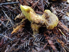 Suillus caerulescens