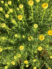 Chrysocoma coma-aurea