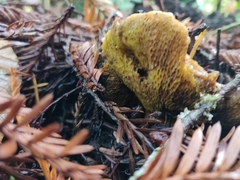 Suillus caerulescens