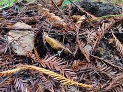 Suillus caerulescens