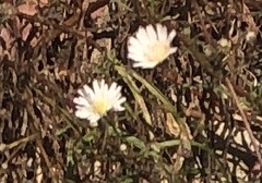 Malacothrix saxatilis