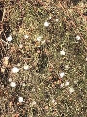 Malacothrix saxatilis