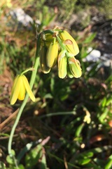 Albuca cooperi