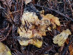 Suillus caerulescens