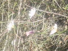 Malacothrix saxatilis