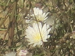 Malacothrix saxatilis