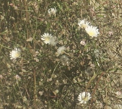 Malacothrix saxatilis