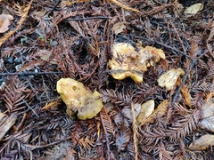 Suillus caerulescens