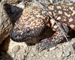 Heloderma suspectum suspectum