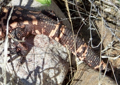 Heloderma suspectum suspectum