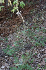 Dudleya lanceolata