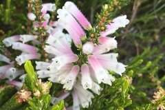 Erica perspicua perspicua