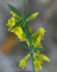 Acmispon glaber glaber