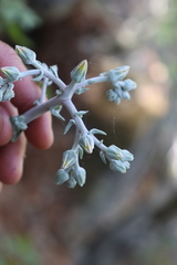 Dudleya lanceolata