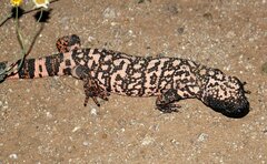 Heloderma suspectum suspectum