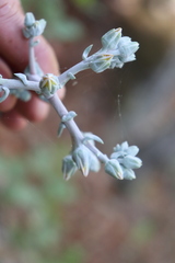 Dudleya lanceolata