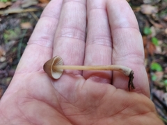 Galerina semilanceata