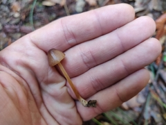 Galerina semilanceata