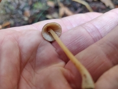 Galerina semilanceata