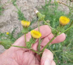 Sonchus asper asper