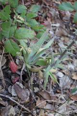 Dudleya lanceolata