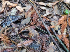 Galerina semilanceata