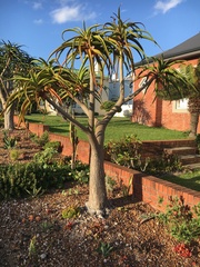 Aloidendron barberae