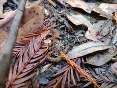 Galerina semilanceata