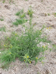 Sonchus asper asper