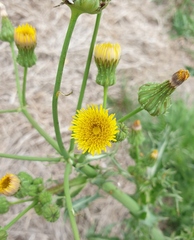 Sonchus asper asper