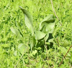 Cynoglossum cheirifolium