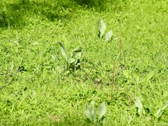 Cynoglossum cheirifolium