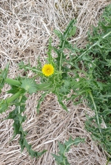 Sonchus asper asper