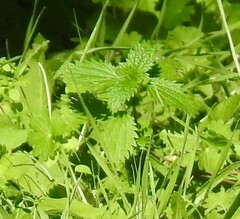 Urtica urens