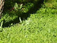 Cynoglossum cheirifolium