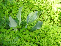 Cynoglossum cheirifolium