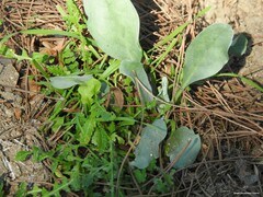 Cynoglossum cheirifolium