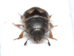 Carpophilus hemipterus