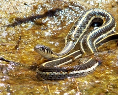 Thamnophis cyrtopsis cyrtopsis