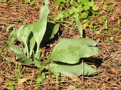 Cynoglossum cheirifolium