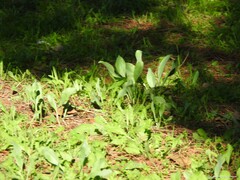 Cynoglossum cheirifolium