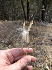 Asclepias verticillata