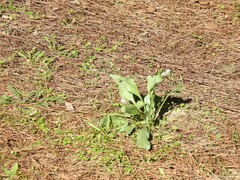Cynoglossum cheirifolium
