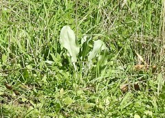Cynoglossum cheirifolium